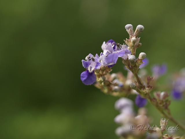 Vitex negundo1.JPG